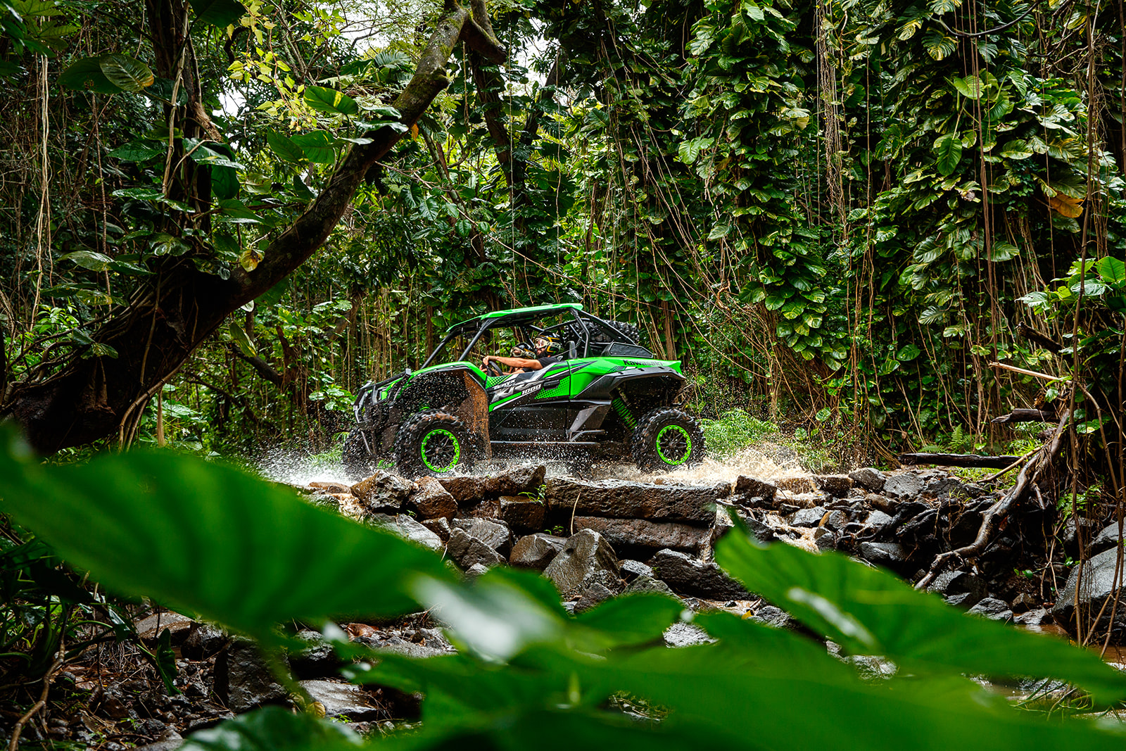 Kipu Adventures a close up of a lush green forest