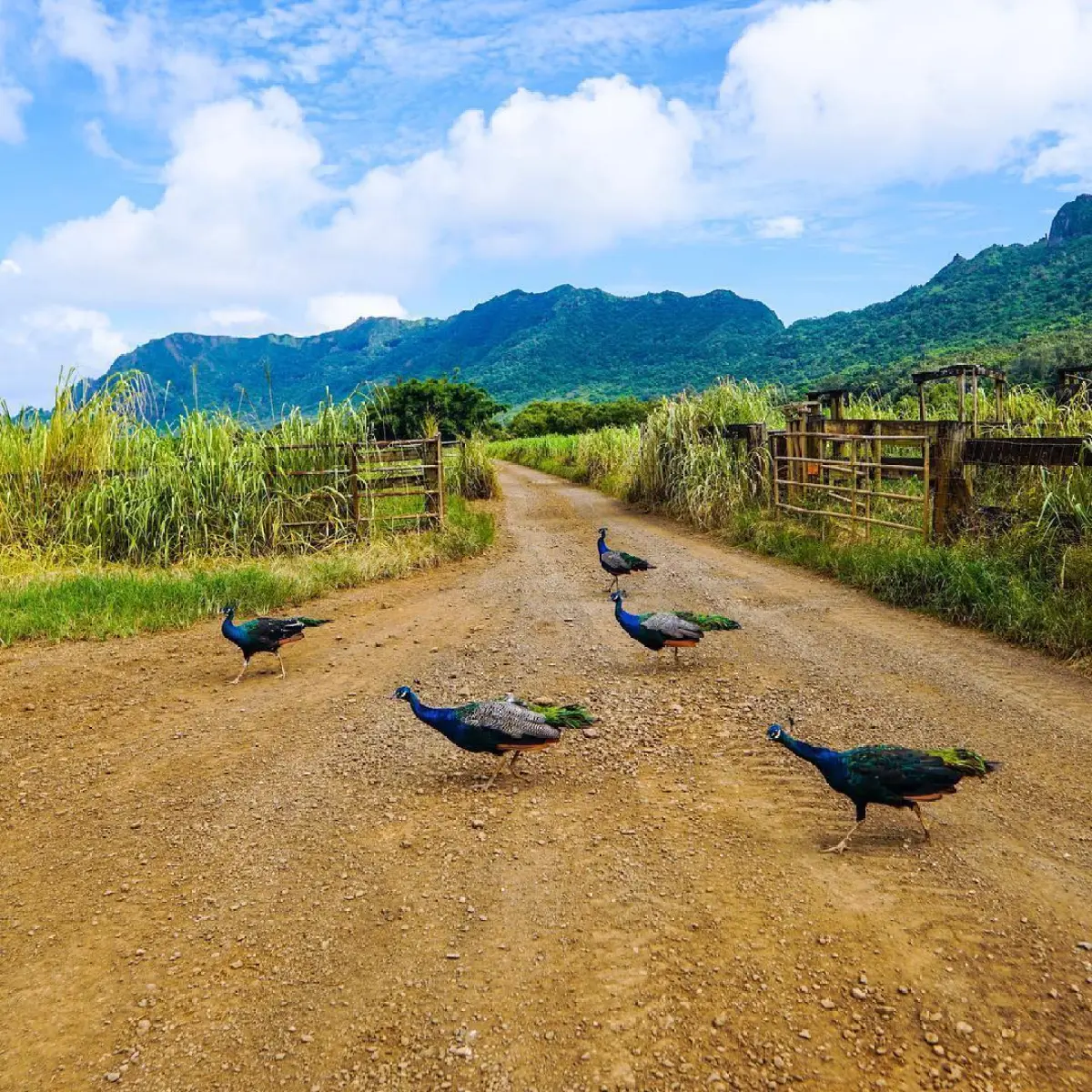 Peacocks crossing a dirt path in Hawaii