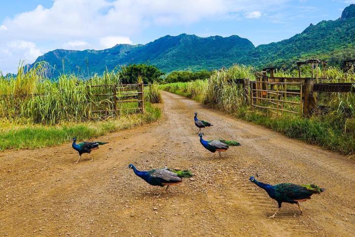 Peacocks crossing a dirt path in Hawaii