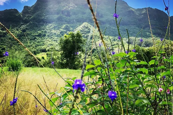 Close up of Purple Hawaiian Flower Bush with Mountains in the background