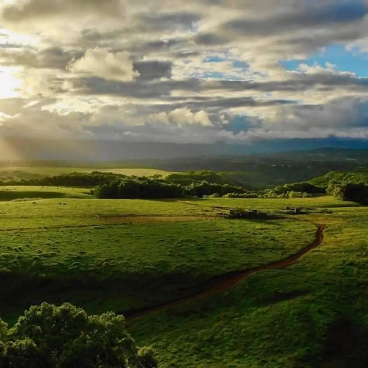 a view of a lush green field
